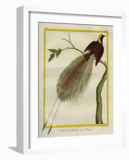 Bird-Of-Paradise-Georges-Louis Buffon-Framed Giclee Print