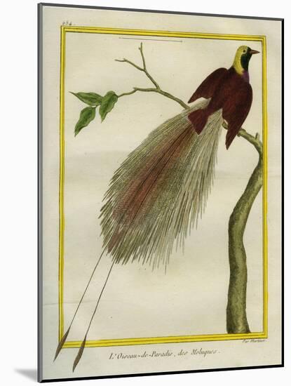 Bird-Of-Paradise-Georges-Louis Buffon-Mounted Giclee Print