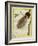 Bird-Of-Paradise-Georges-Louis Buffon-Framed Giclee Print