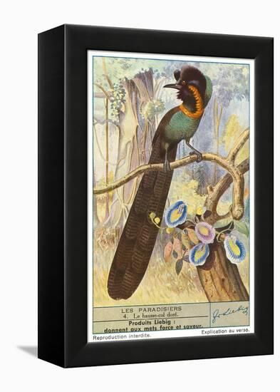 Bird of Paradise-null-Framed Stretched Canvas