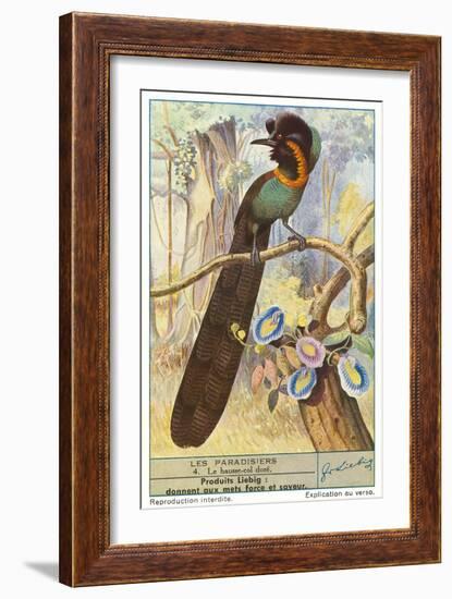 Bird of Paradise-null-Framed Premium Giclee Print