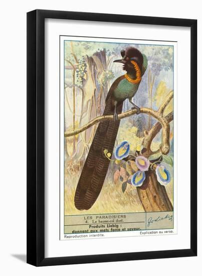 Bird of Paradise-null-Framed Premium Giclee Print