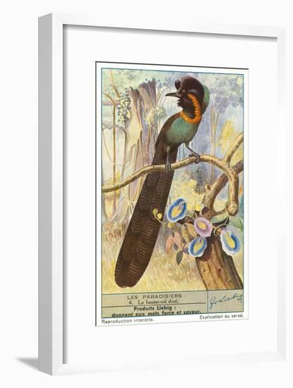 Bird of Paradise-null-Framed Premium Giclee Print