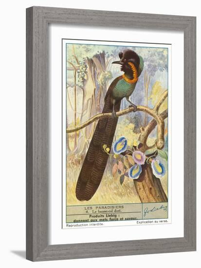 Bird of Paradise-null-Framed Art Print