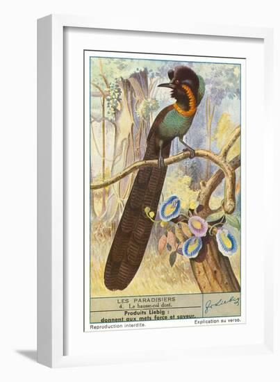 Bird of Paradise-null-Framed Art Print