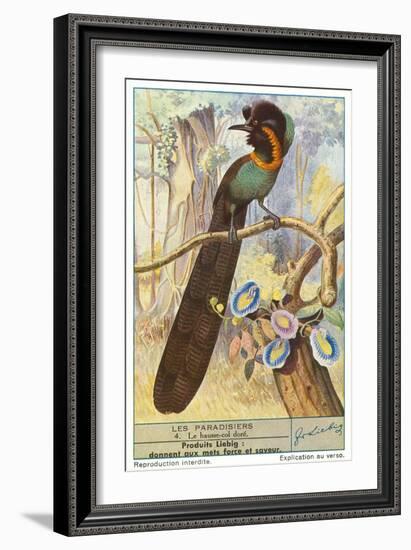 Bird of Paradise-null-Framed Art Print