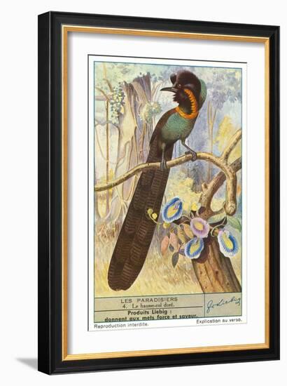 Bird of Paradise-null-Framed Art Print