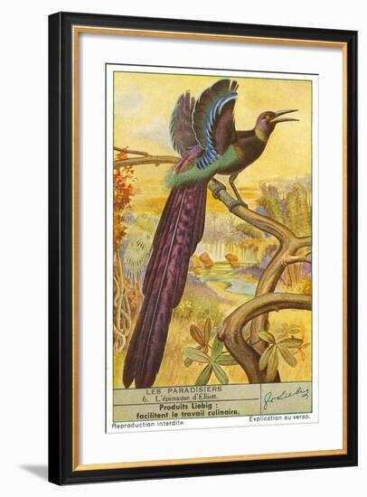 Bird of Paradise-null-Framed Art Print