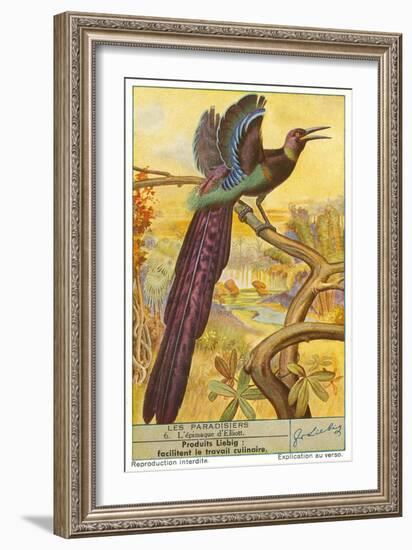 Bird of Paradise-null-Framed Art Print