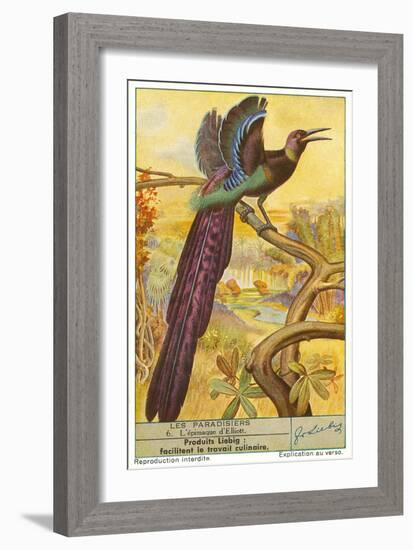 Bird of Paradise-null-Framed Art Print