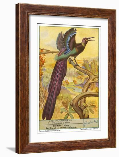 Bird of Paradise-null-Framed Art Print