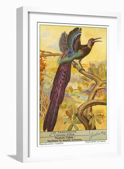 Bird of Paradise-null-Framed Art Print