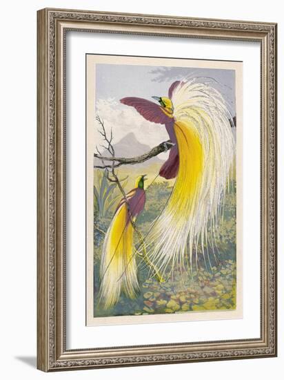 Bird of Paradise-null-Framed Art Print