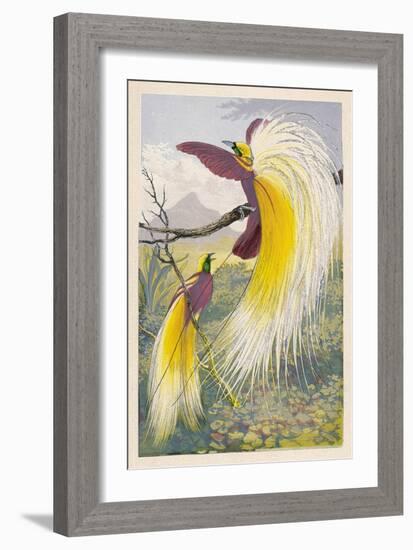 Bird of Paradise-null-Framed Art Print