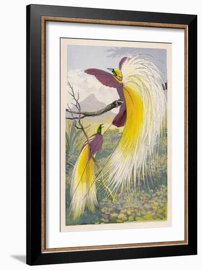 Bird of Paradise-null-Framed Art Print