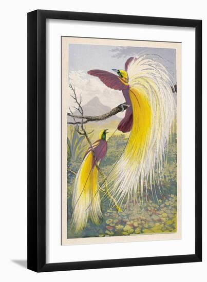 Bird of Paradise--Framed Art Print