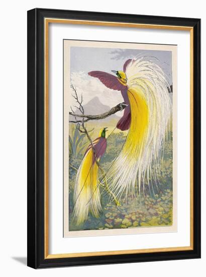 Bird of Paradise-null-Framed Art Print