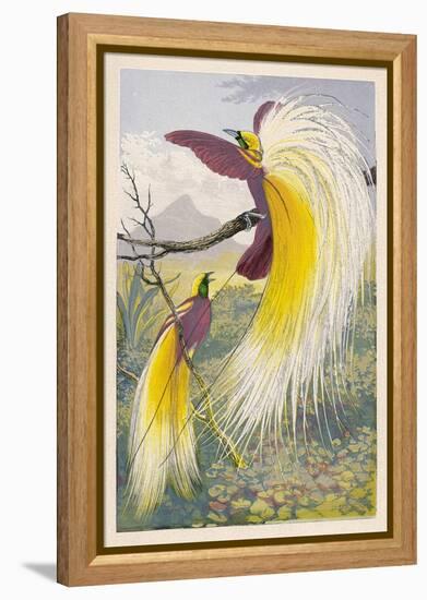 Bird of Paradise-null-Framed Stretched Canvas