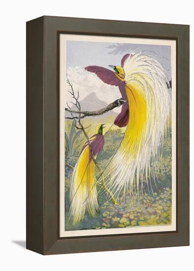 Bird of Paradise-null-Framed Stretched Canvas