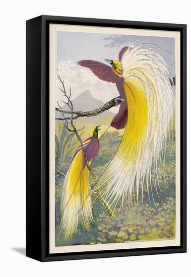 Bird of Paradise-null-Framed Stretched Canvas