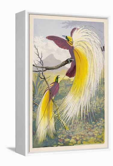 Bird of Paradise-null-Framed Stretched Canvas