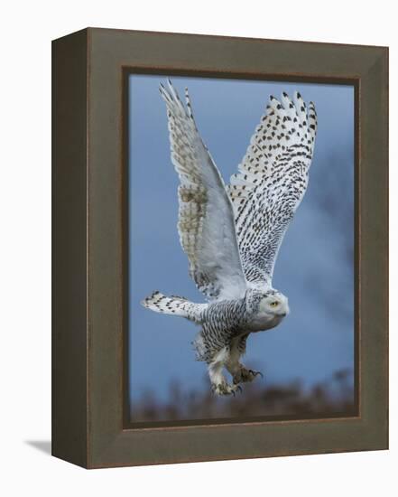 Bird of Prey-Art Wolfe-Framed Premier Image Canvas