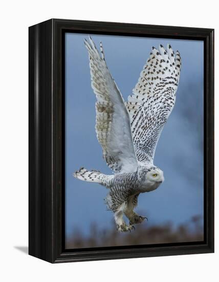 Bird of Prey-Art Wolfe-Framed Premier Image Canvas