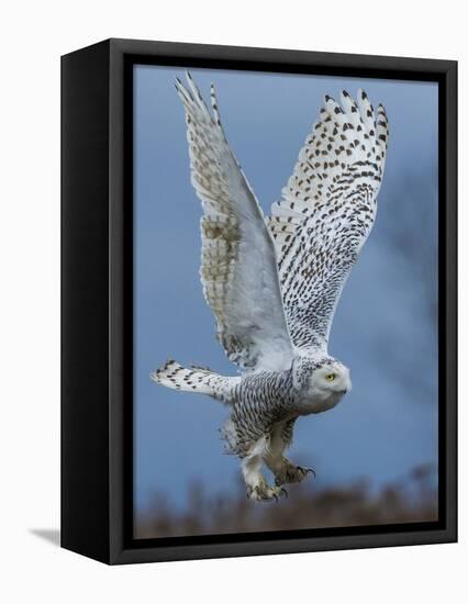 Bird of Prey-Art Wolfe-Framed Premier Image Canvas