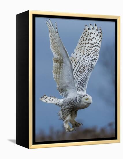 Bird of Prey-Art Wolfe-Framed Premier Image Canvas