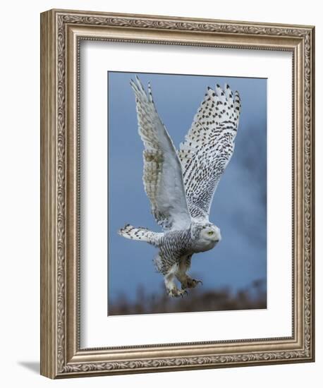 Bird of Prey-Art Wolfe-Framed Photographic Print