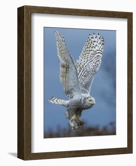 Bird of Prey-Art Wolfe-Framed Photographic Print