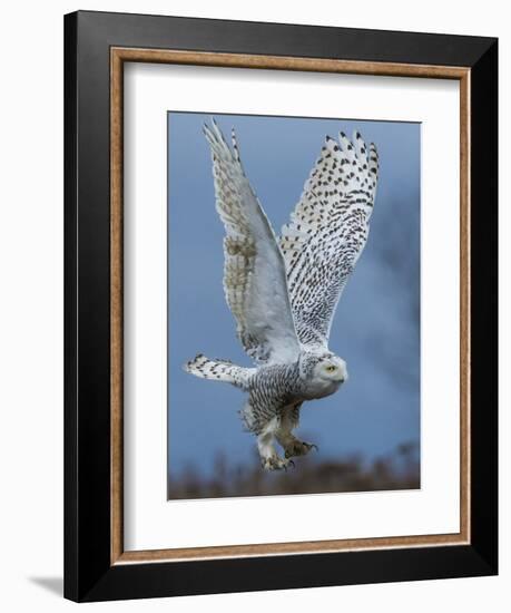 Bird of Prey-Art Wolfe-Framed Photographic Print