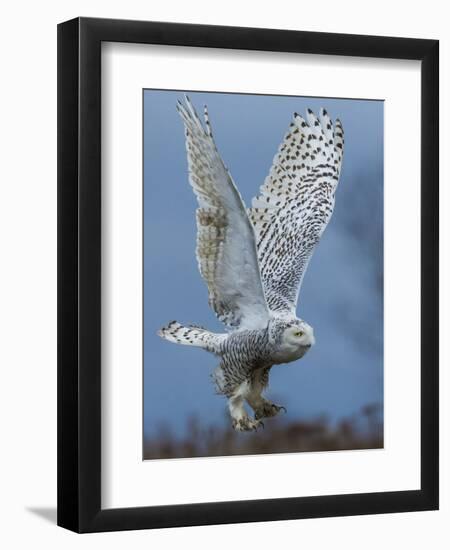 Bird of Prey-Art Wolfe-Framed Photographic Print