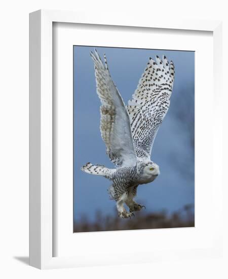 Bird of Prey-Art Wolfe-Framed Photographic Print