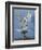 Bird of Prey-Art Wolfe-Framed Photographic Print