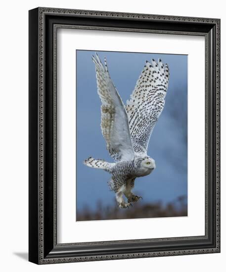 Bird of Prey-Art Wolfe-Framed Photographic Print