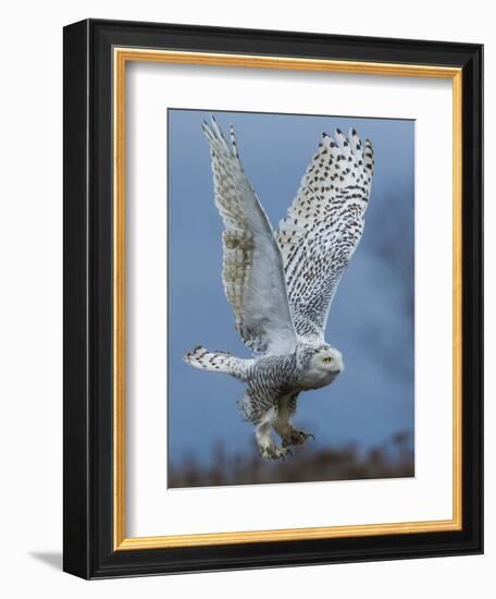 Bird of Prey-Art Wolfe-Framed Photographic Print