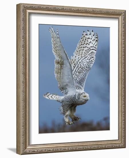 Bird of Prey-Art Wolfe-Framed Photographic Print