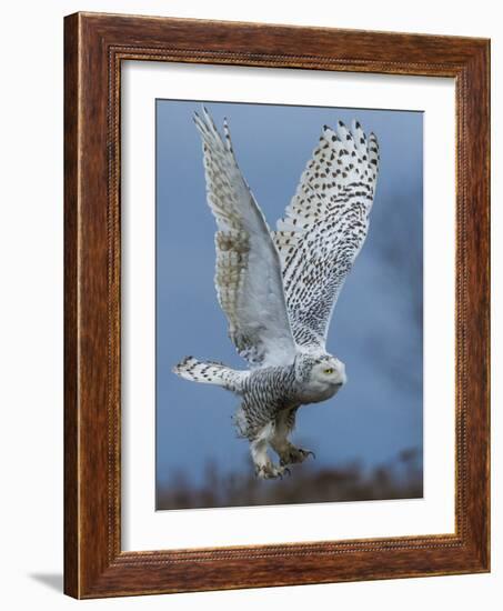 Bird of Prey-Art Wolfe-Framed Photographic Print