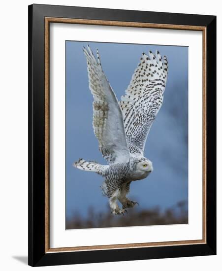 Bird of Prey-Art Wolfe-Framed Photographic Print