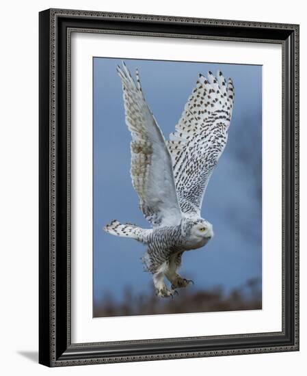 Bird of Prey-Art Wolfe-Framed Photographic Print