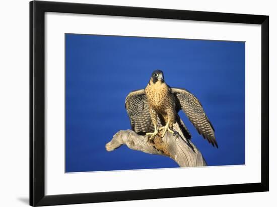 Bird of Prey-null-Framed Photographic Print