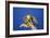 Bird of Prey-null-Framed Photographic Print