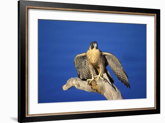 Bird of Prey-null-Framed Photographic Print