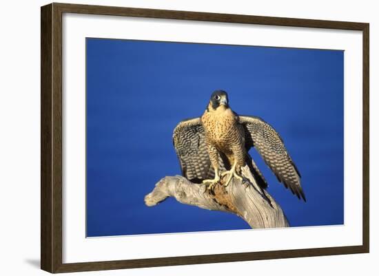 Bird of Prey-null-Framed Photographic Print