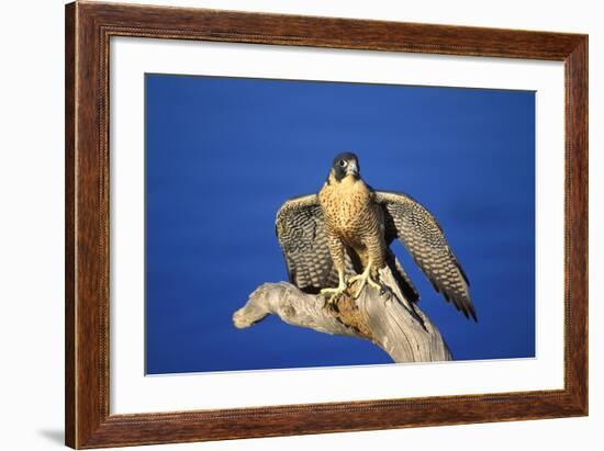 Bird of Prey-null-Framed Photographic Print