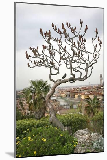 Bird on a Dante Tree, Florence-Igor Maloratsky-Mounted Art Print