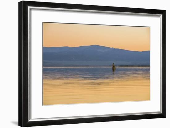 Bird On The Lake-Matias Jason-Framed Photographic Print