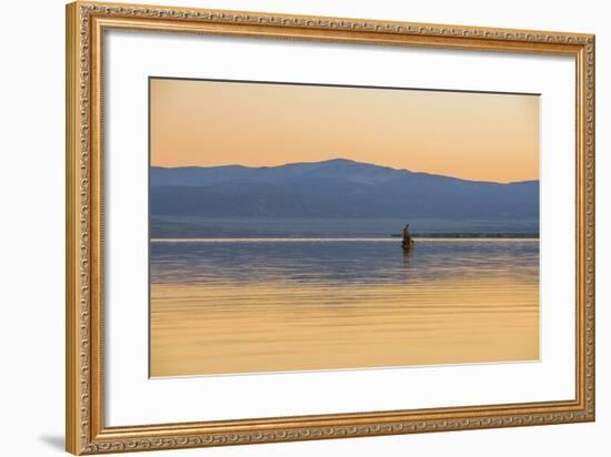 Bird On The Lake-Matias Jason-Framed Photographic Print