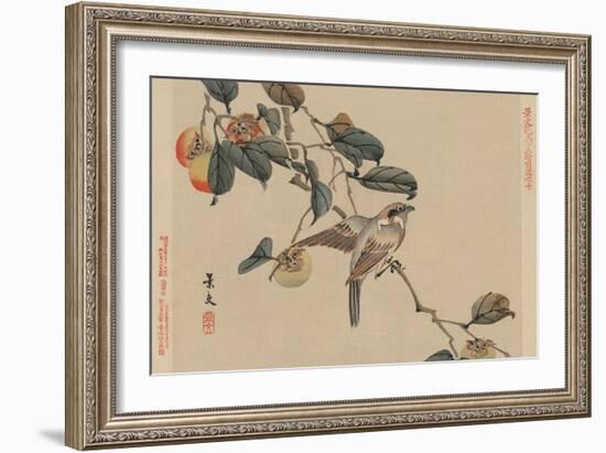 Bird Perched on a Branch from a Fruit Persimmon Tree.-Keibun Matsumura-Framed Premium Giclee Print